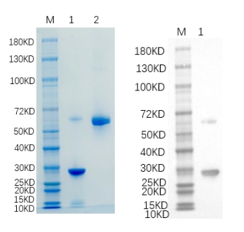 Reducing 4%-20% SDS-PAGE (CBB stained) and WB (Anti-His Mouse Monoclonal antibody) analysis profiles of purified WASL.
1. WASL: 1 μg
2. BSA: 1 μg